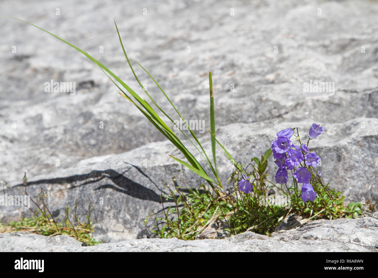 Una Campanula blu nel deserto roccioso è un vero artista di sopravvivenza Foto Stock