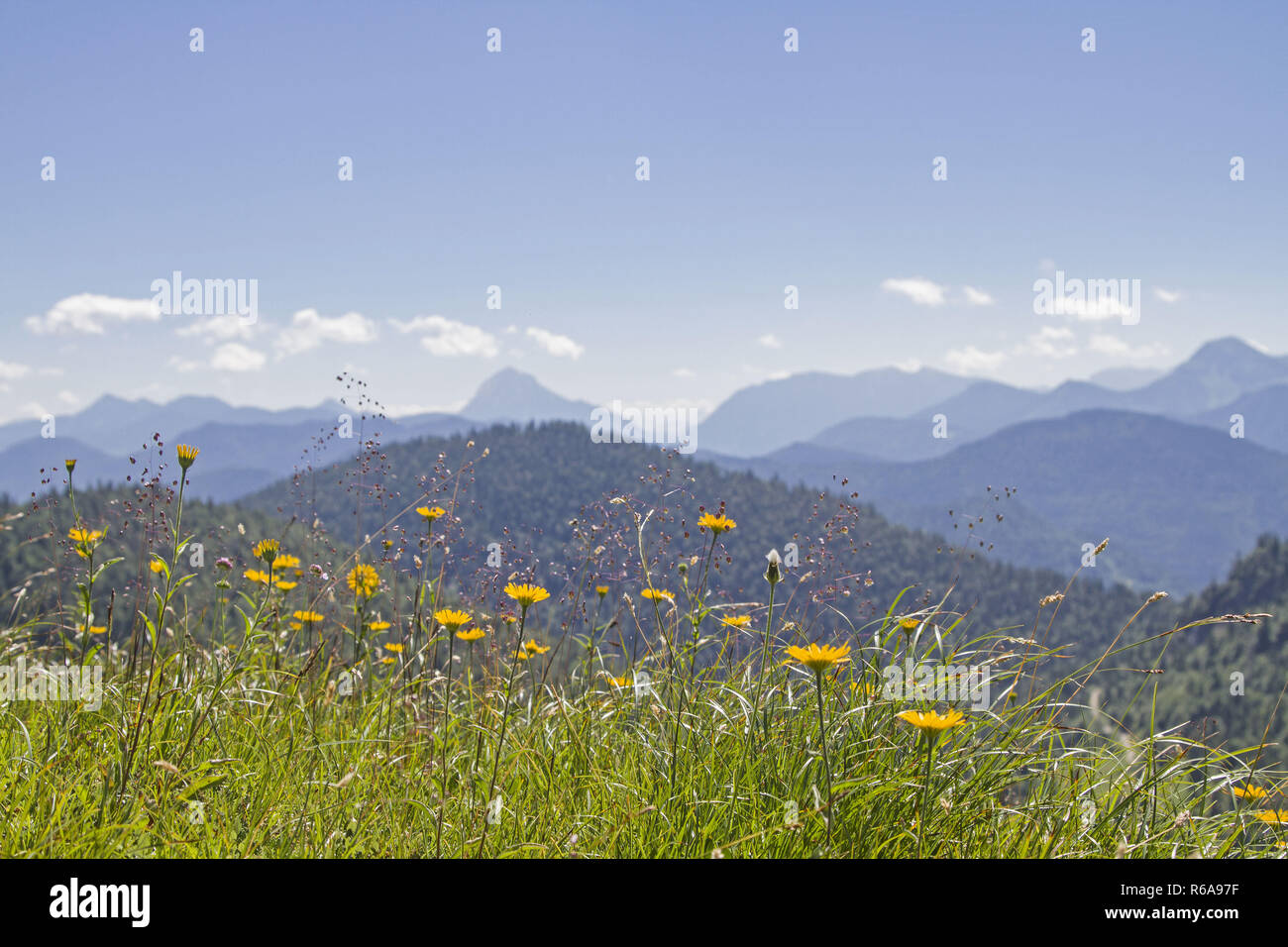 Prato di montagna in estate nella parte anteriore dei picchi delle prealpi bavaresi nelle Prealpi bavaresi Foto Stock