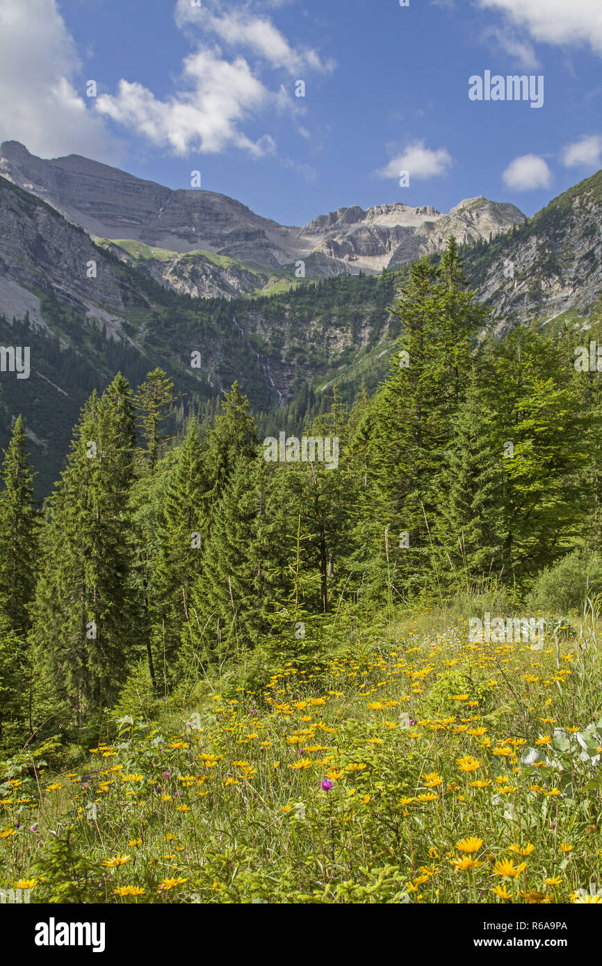 Yellow-Flowering prato estivo nel mezzo del gruppo Soiern nel Karwendel Foto Stock