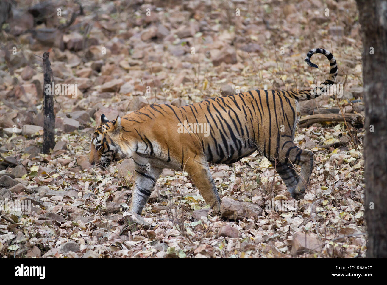 Ranthambore riserva in India, tiger visitatore occasionale Foto Stock