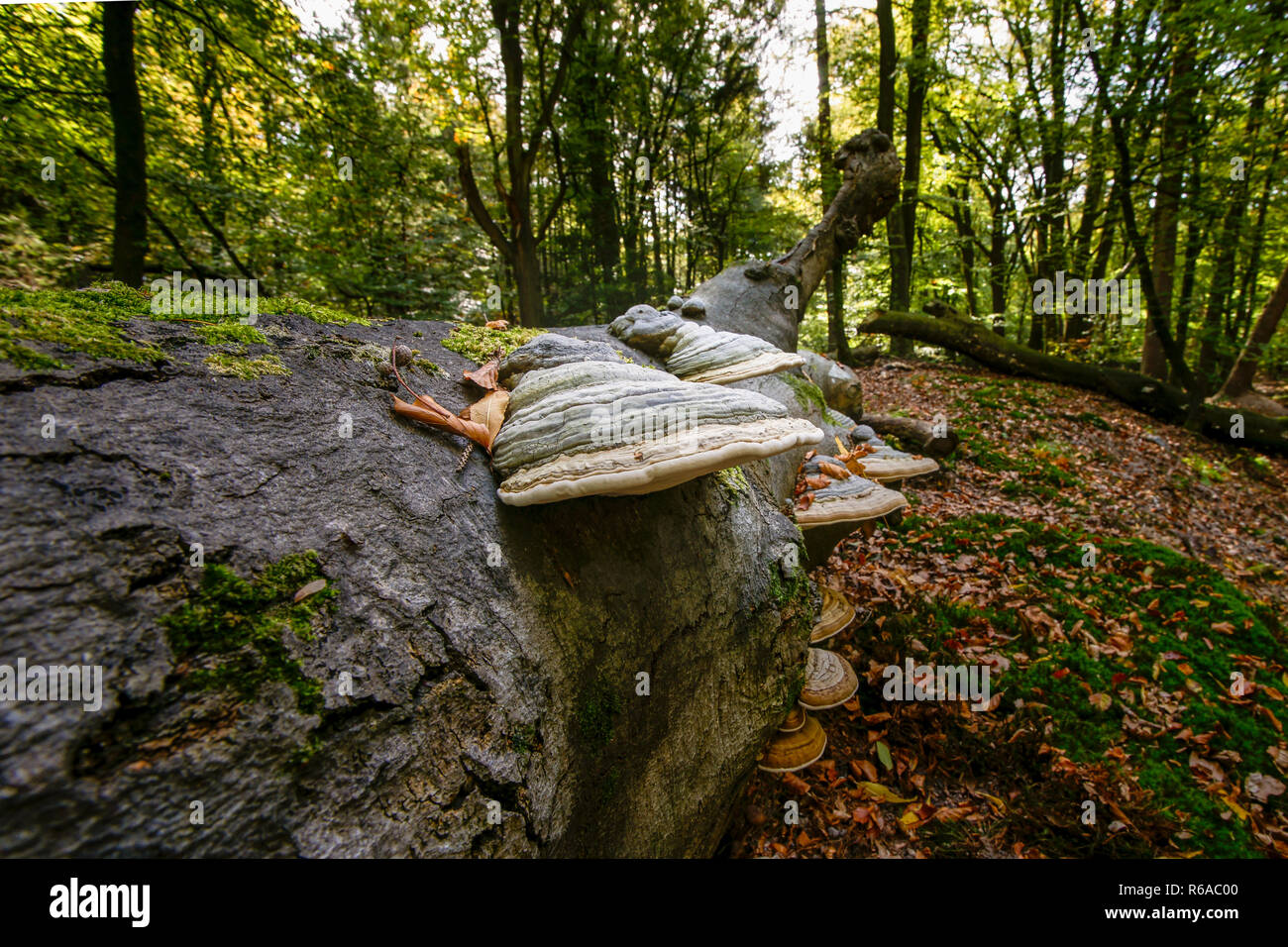 Caduto morto tronco di albero in una foresta d'autunno. Grande ed impressionante fungo funghi assumere il ceppo di albero come parte di un naturale processo di decomposizione Foto Stock