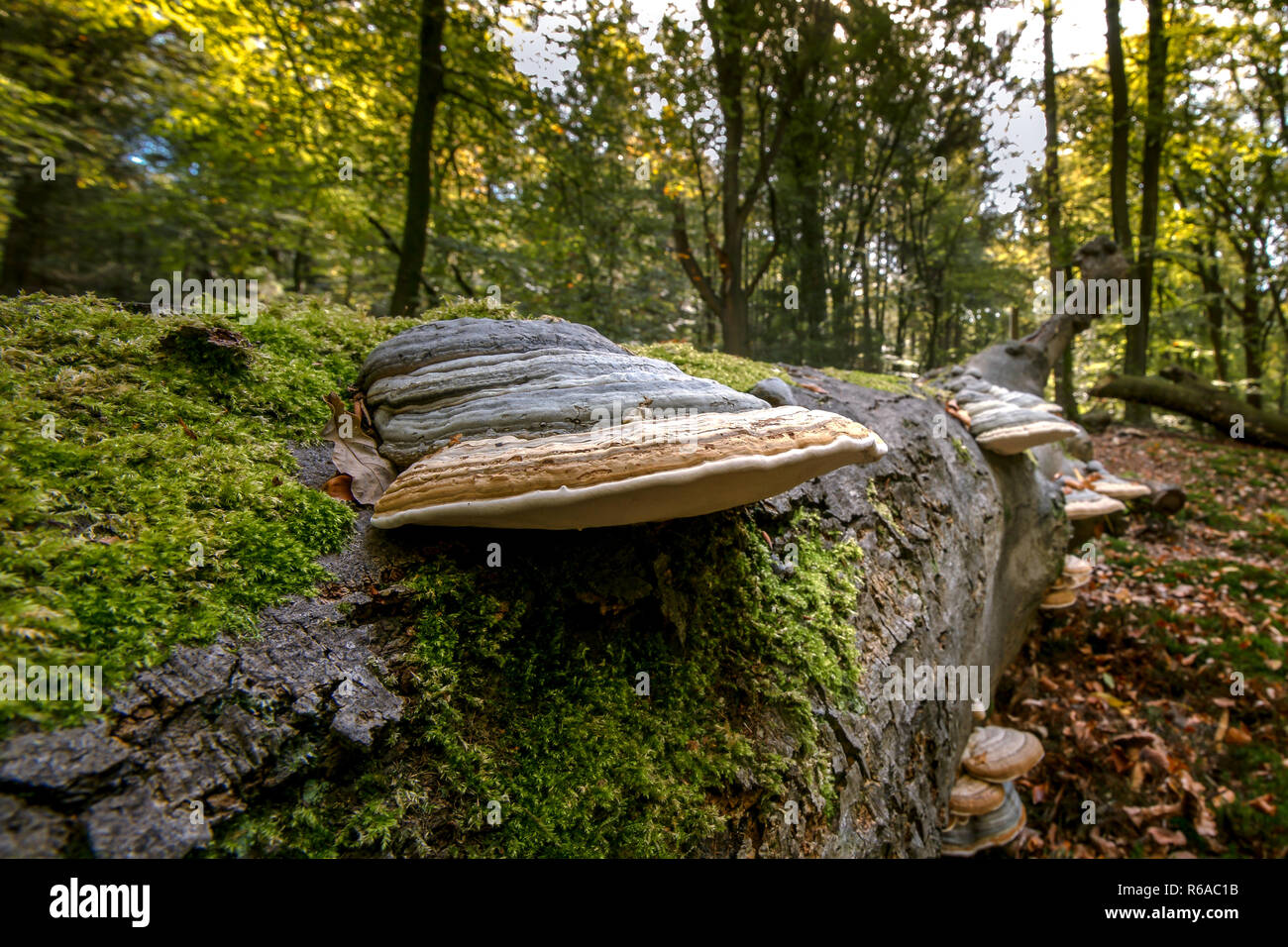 Caduto morto tronco di albero in una foresta d'autunno. Grande ed impressionante fungo funghi assumere il ceppo di albero come parte di un naturale processo di decomposizione Foto Stock