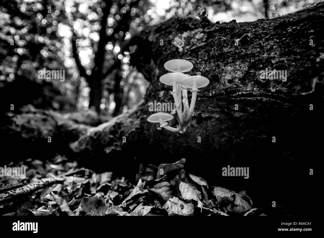 Caduto morto tronco di albero in una foresta d'autunno. Viscido funghi bianco assumere il ceppo di albero come parte di un naturale processo di decomposizione Foto Stock