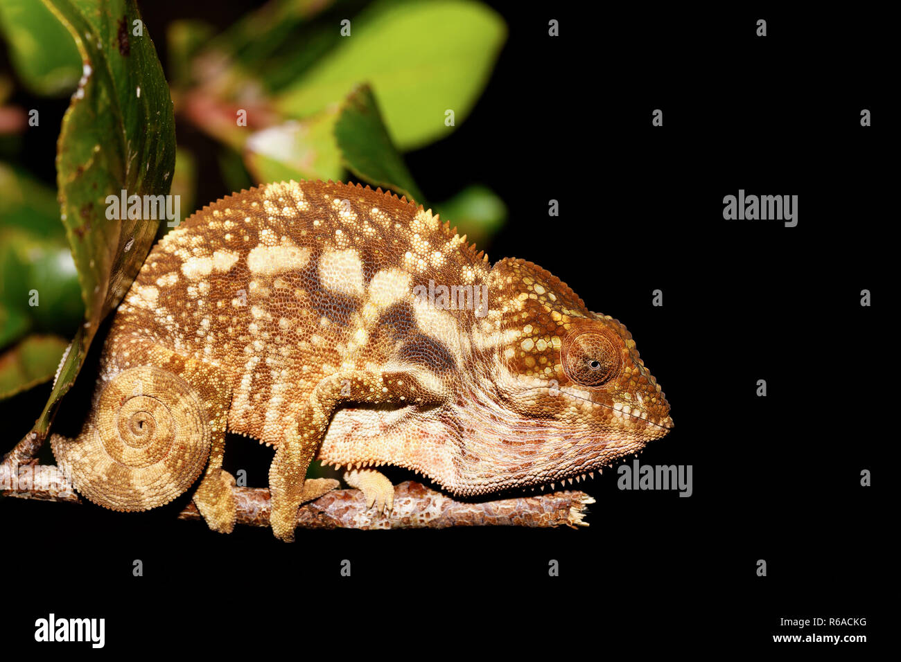 Bella panther chameleon, Madagascar Foto Stock