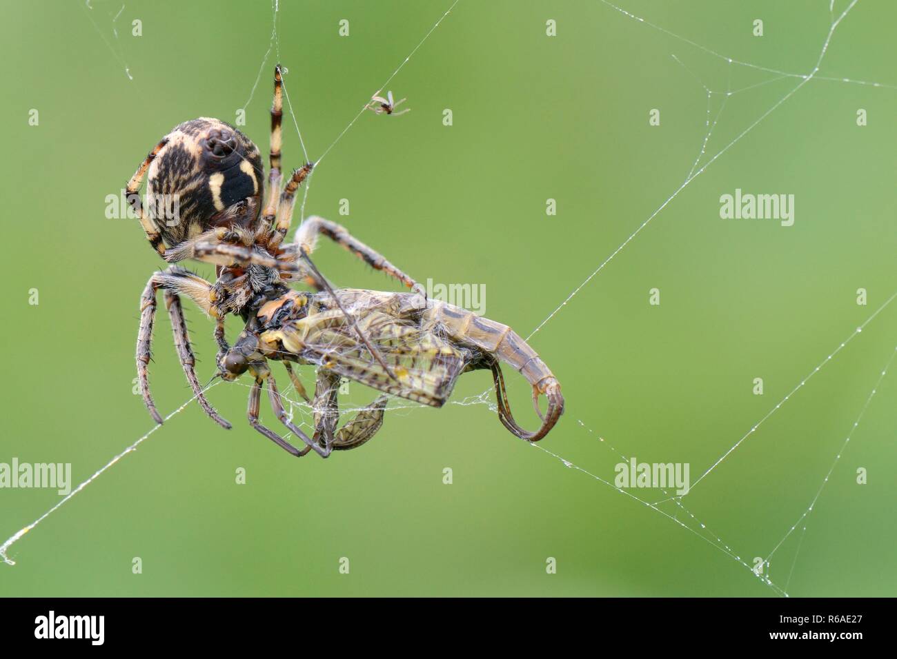 Solco Orb weaver / Foliate spider (Larinioides cornutus) si alimenta di un verde drake mayfly (Ephemera danica) catturati nella sua riverside web, Wiltshire, Regno Unito Foto Stock
