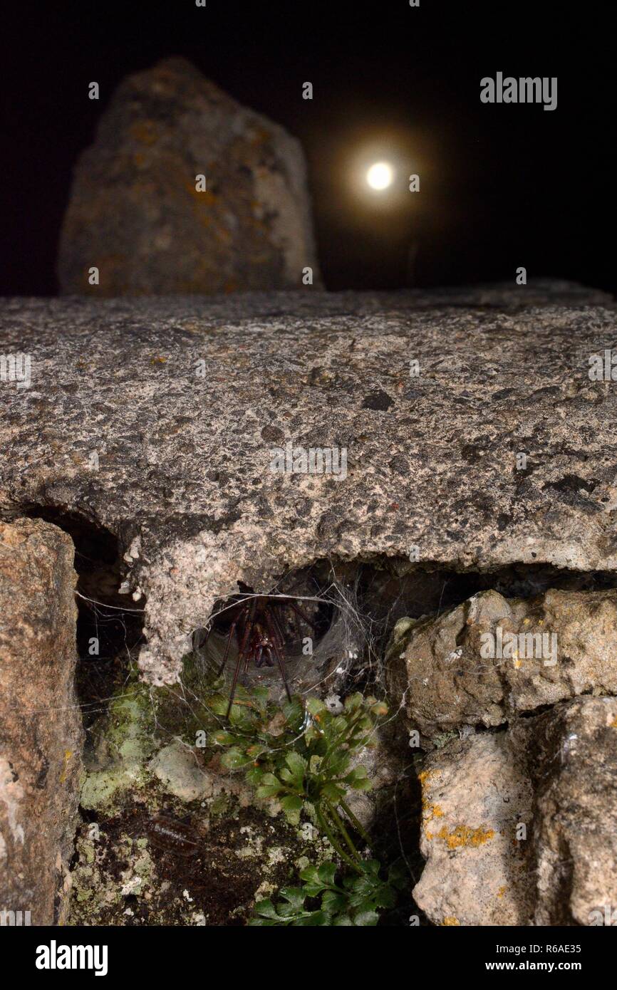 Casa femmina spider (Tegenaria sp.) in corrispondenza della bocca del suo tubolare rifugio di seta in un antico muro di pietra con la luna in background, Wiltshire, Regno Unito Foto Stock