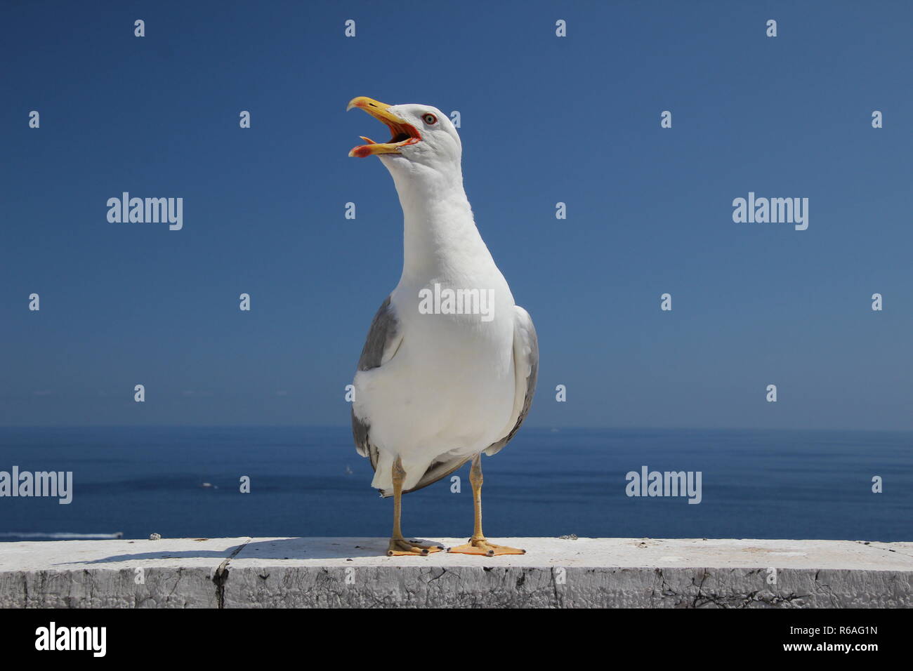 Il pianto sagull su una parete al bord del Mare Mediterraneo Foto Stock