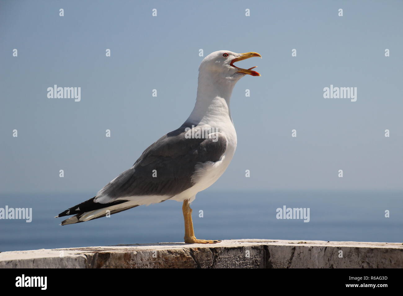 Il pianto sagull su una parete al bord del Mare Mediterraneo Foto Stock