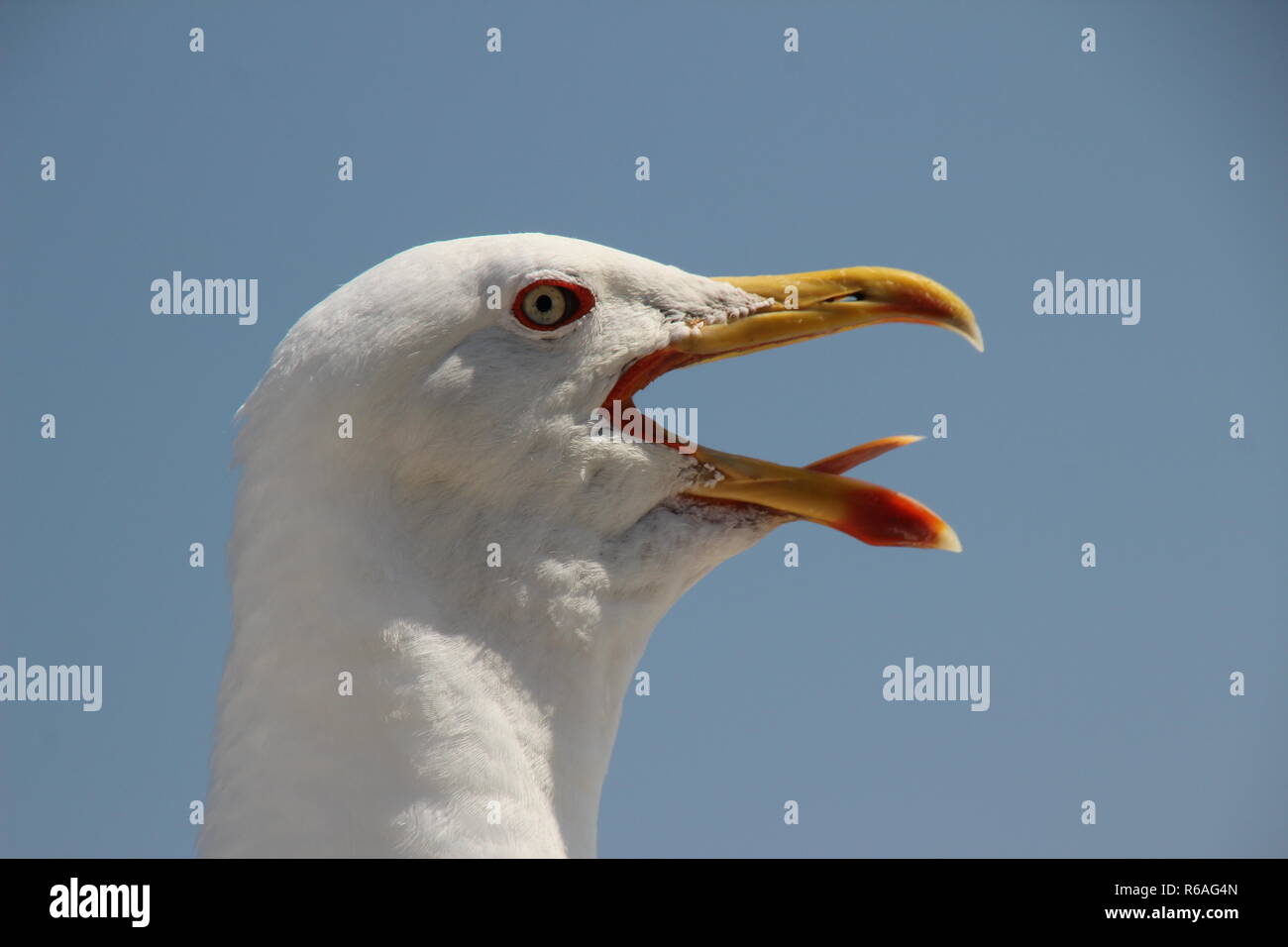 Il pianto sagull su una parete al bord del Mare Mediterraneo Foto Stock