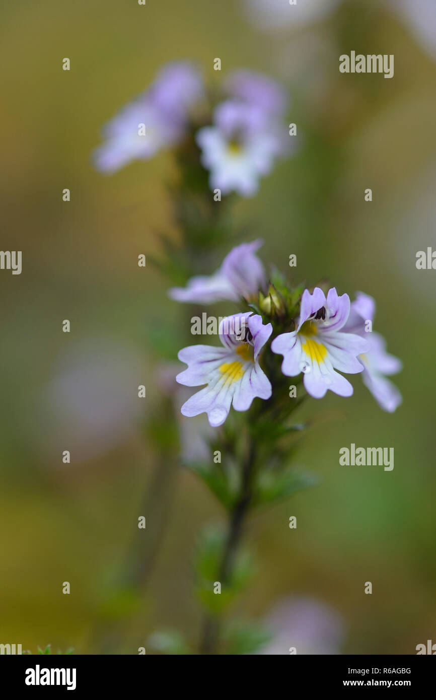 Nordic eyebright in Svezia Foto Stock