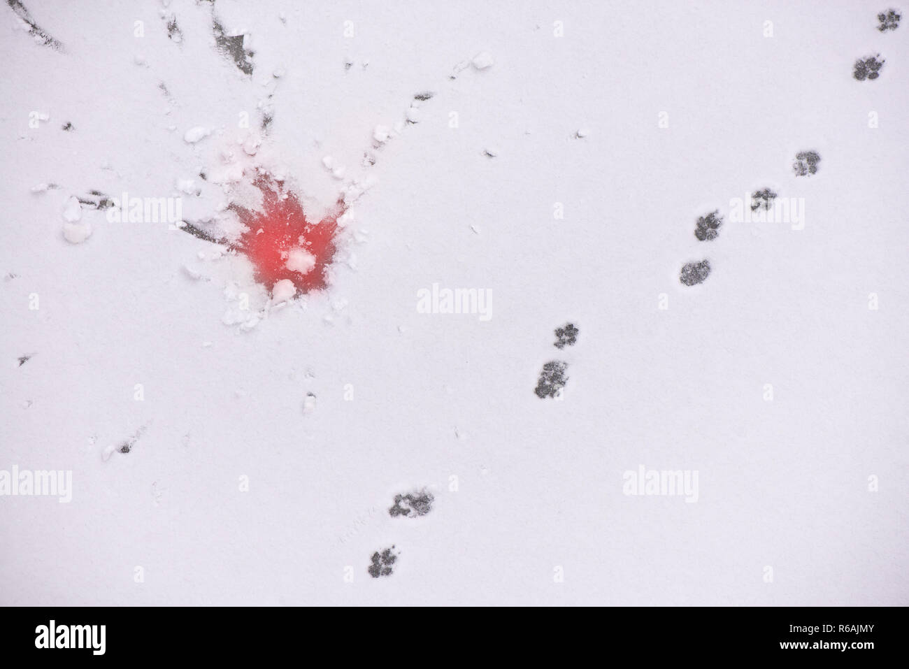 Tracce di animali nella neve. Concetto di caccia e tiro di animali selvatici. Cervi, alci, il lupo, la volpe, cane, gatto zampe orme nella foresta. Migrazione e Foto Stock