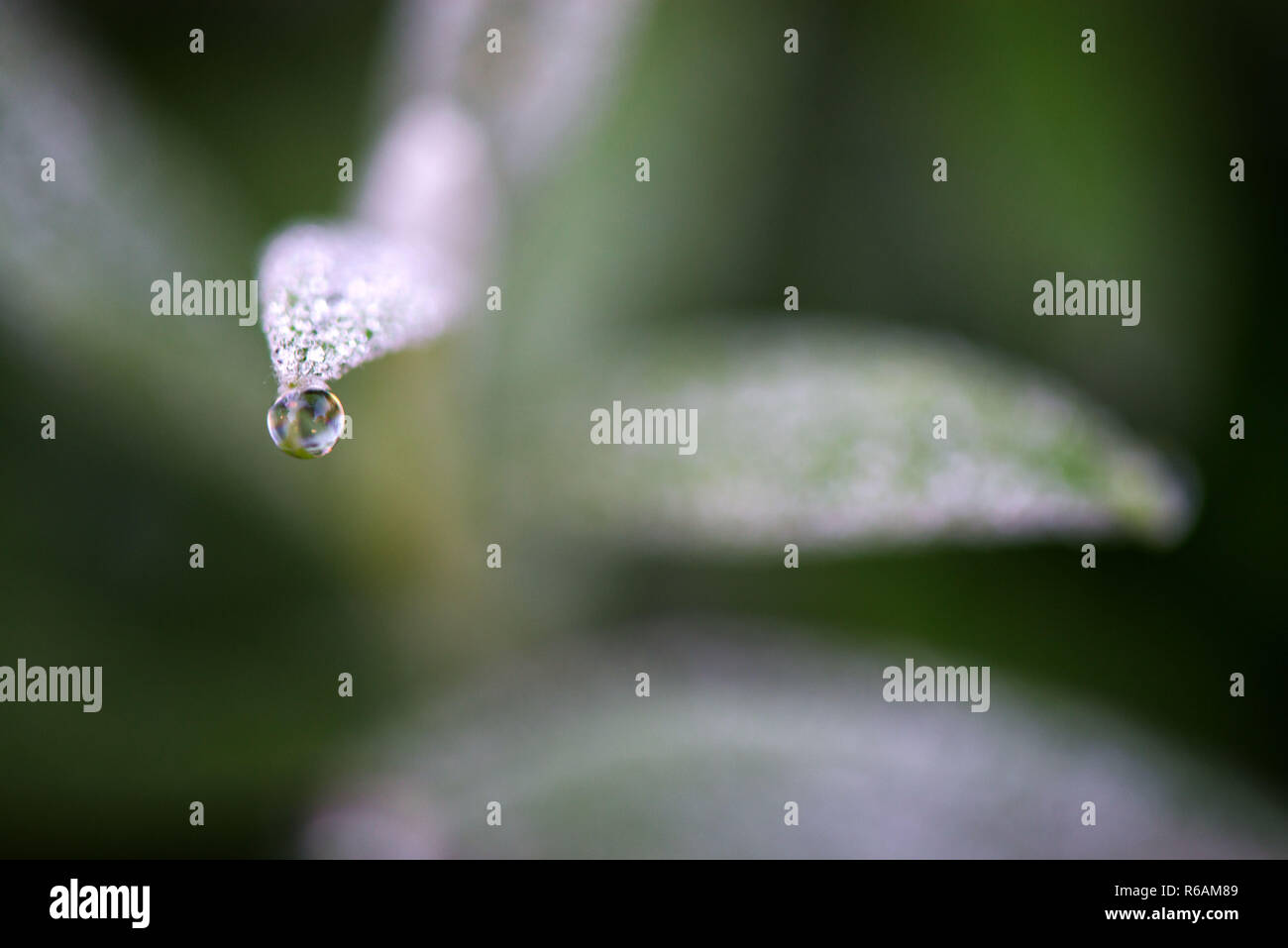 Macro shot di fragile pianta verde con gocce di pioggia nel primo mattino. Concetto di mutare delle stagioni e il risveglio della natura. Foto Stock