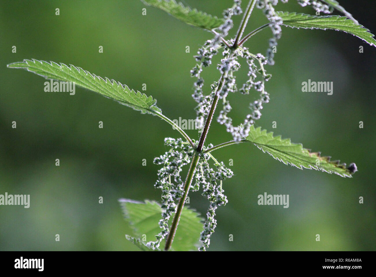 Sensazioni puntorie ortiche, erbe con effetto diuretico, sfondo verde Foto Stock