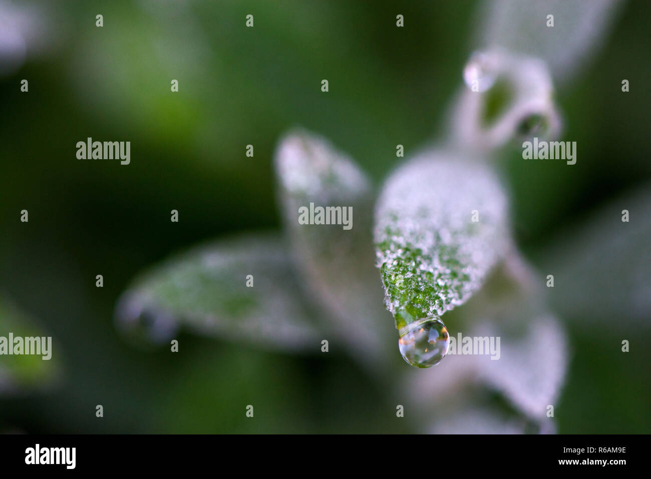 Macro shot di fragile pianta verde con gocce di pioggia nel primo mattino. Concetto di mutare delle stagioni e il risveglio della natura. Foto Stock