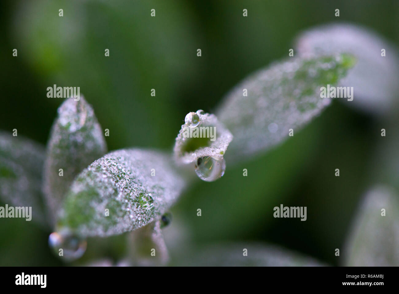 Macro shot di fragile pianta verde con gocce di pioggia nel primo mattino. Concetto di mutare delle stagioni e il risveglio della natura. Foto Stock