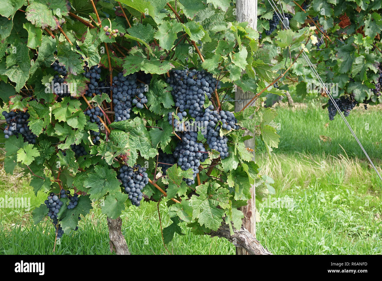 Mature blu uva appeso in un vigneto, zona vitivinicola Rhinehesse, Germania Foto Stock