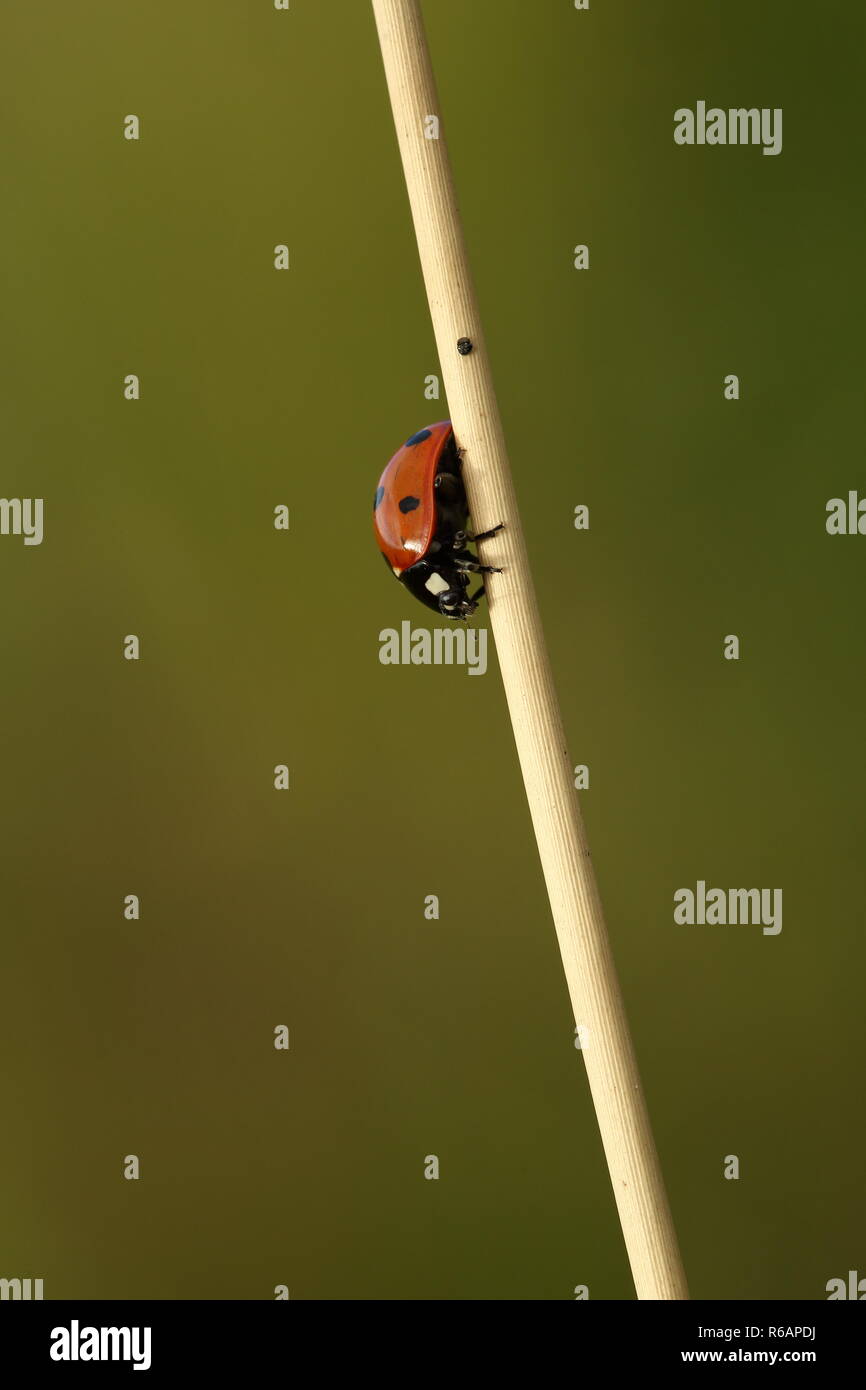 Sette spotted Ladybird appoggiato su un bastone di erba Morta Foto Stock