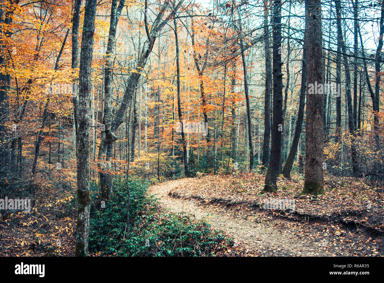 Sentiero in Carolina del nord in autunno. Foto Stock