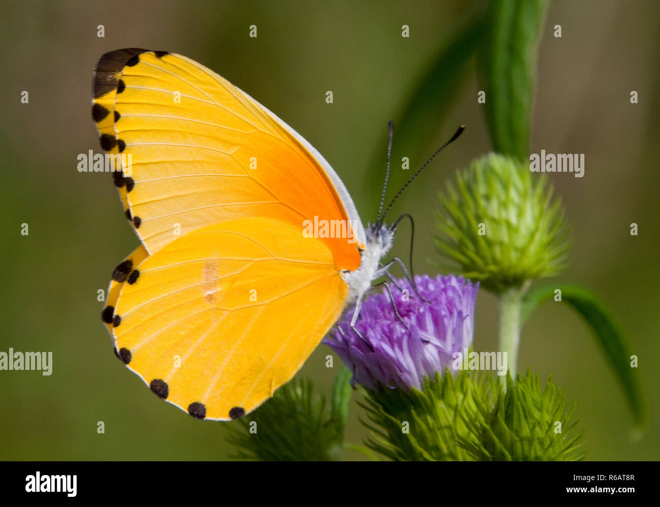 Una comune lente butterflyof battenti la " bianchi " famiglia, il punto comune frontiera è facilmente attratti da alcune piante fiorite durante la stagione delle piogge. Foto Stock