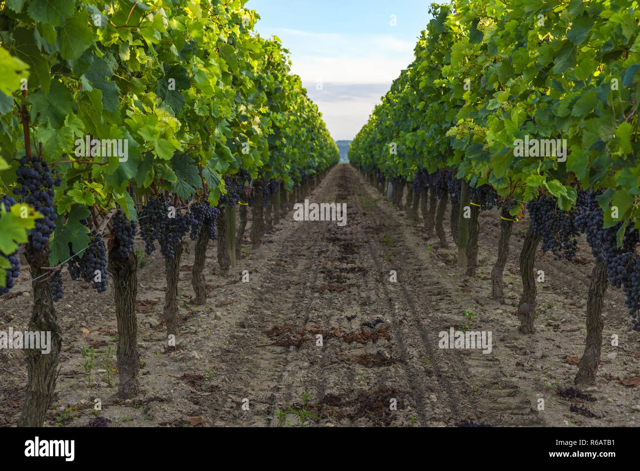 La vendemmia nella vigna di Bordeaux nella regione Aquitaine, Francia. close up Foto Stock