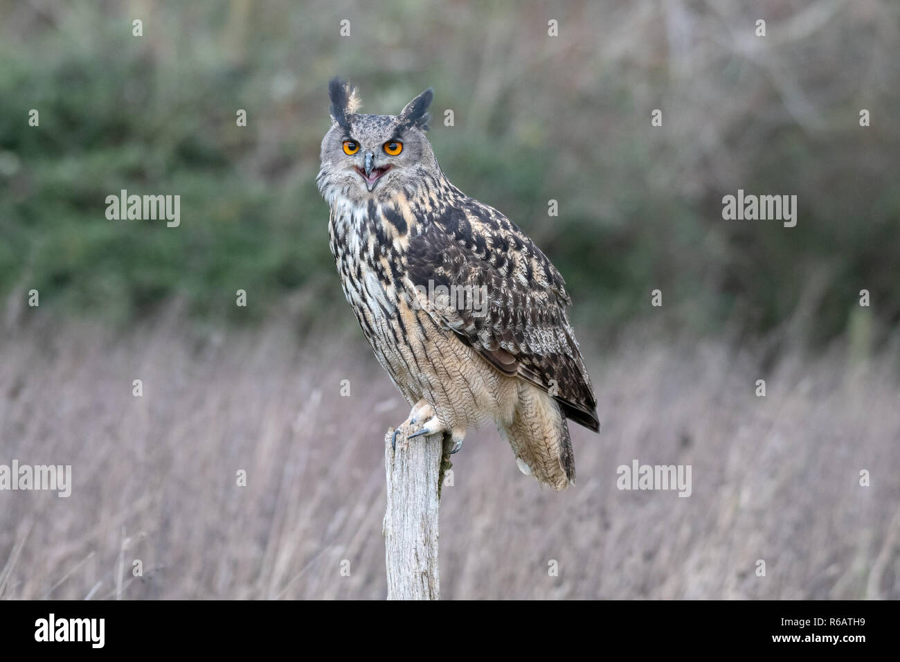 Ritratto di un gufo reale (Bubo bubo) poggiante su un post in un campo di Gloucester Regno Unito - addestrato bird Foto Stock
