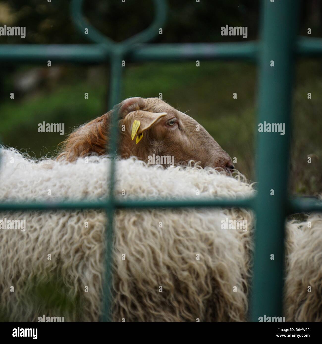 Le pecore bianche in azienda Foto Stock