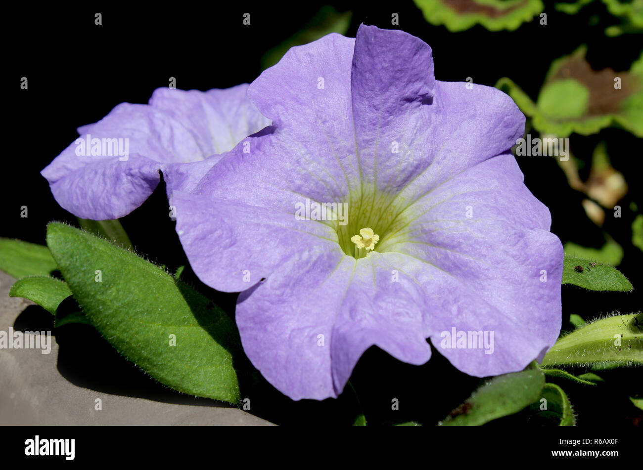 In prossimità di una bella morbida di colore lilla piante di petunia fiore, crescere all'aperto in estate. Foto Stock