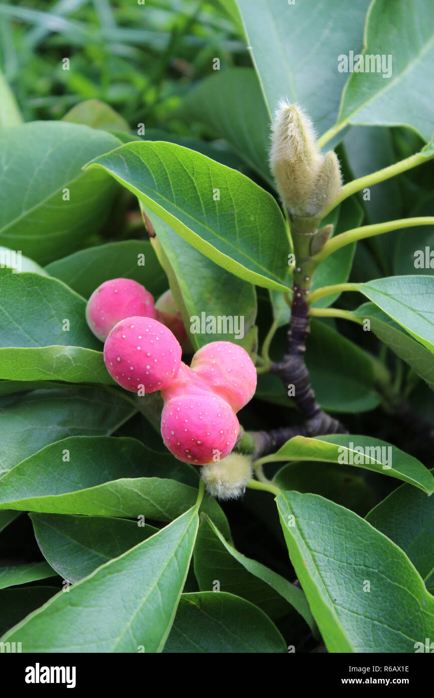 L'insolita rosa luminoso frutto della Magnolia soulangeana (soulangiana) noto anche come piattino magnolia. Foto Stock