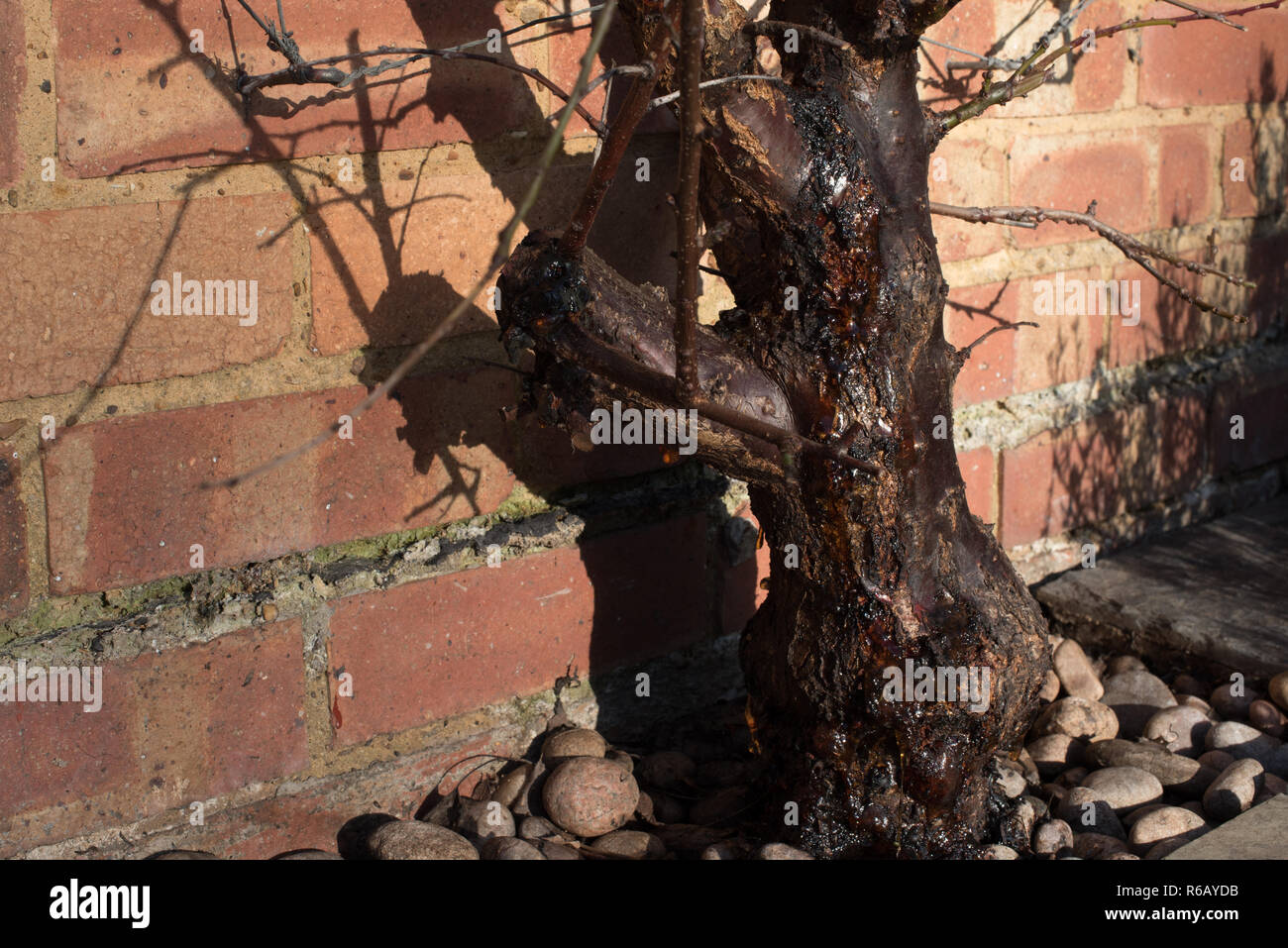 Una grave emorragia di gomma (gummosis) dal tronco di una scala infestati da insetti albicocca 'Tomcot' albero da frutta. Foto Stock