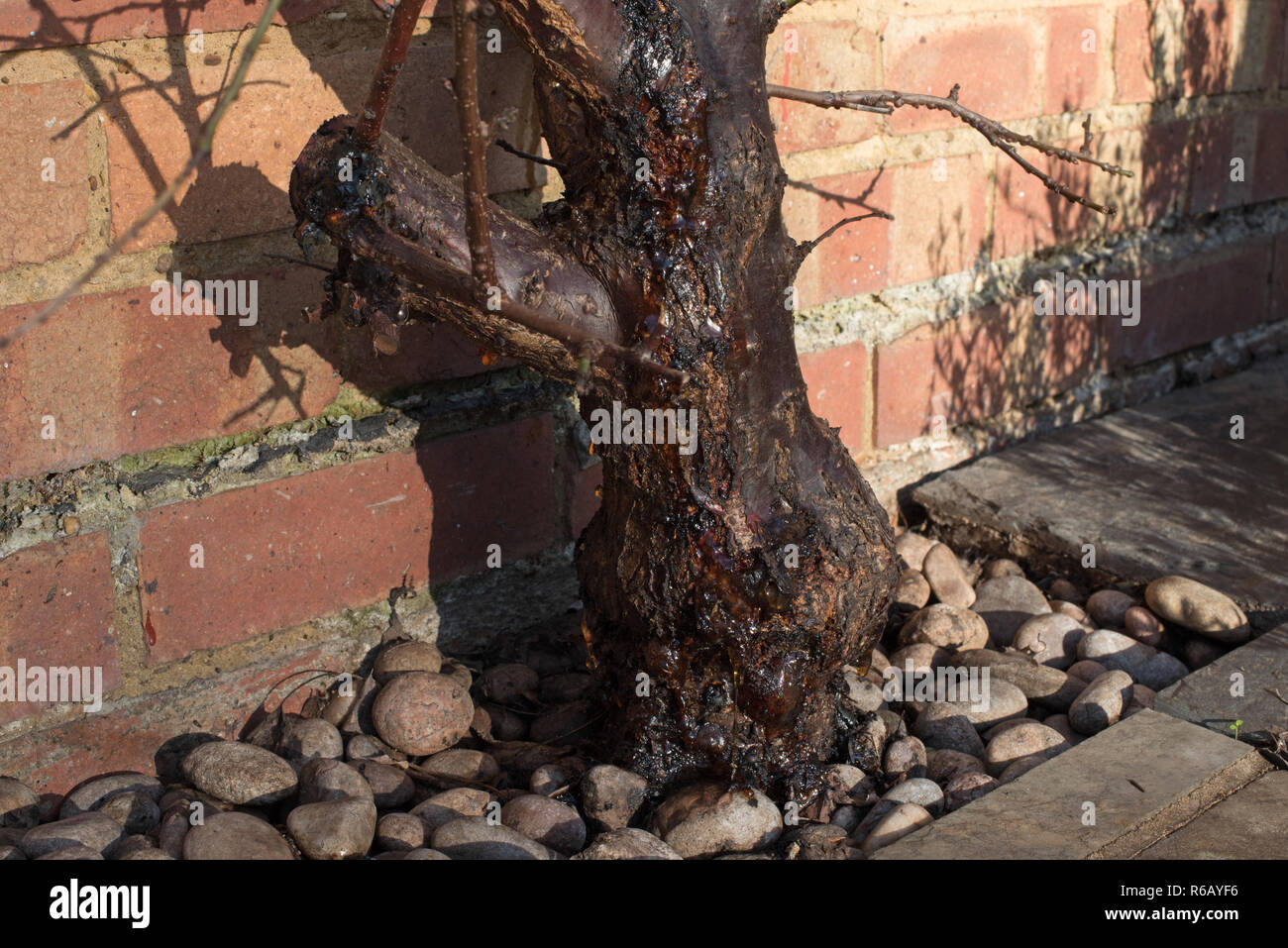 Una grave emorragia di gomma (gummosis) dal tronco di una scala infestati da insetti albicocca 'Tomcot' albero da frutta. Foto Stock