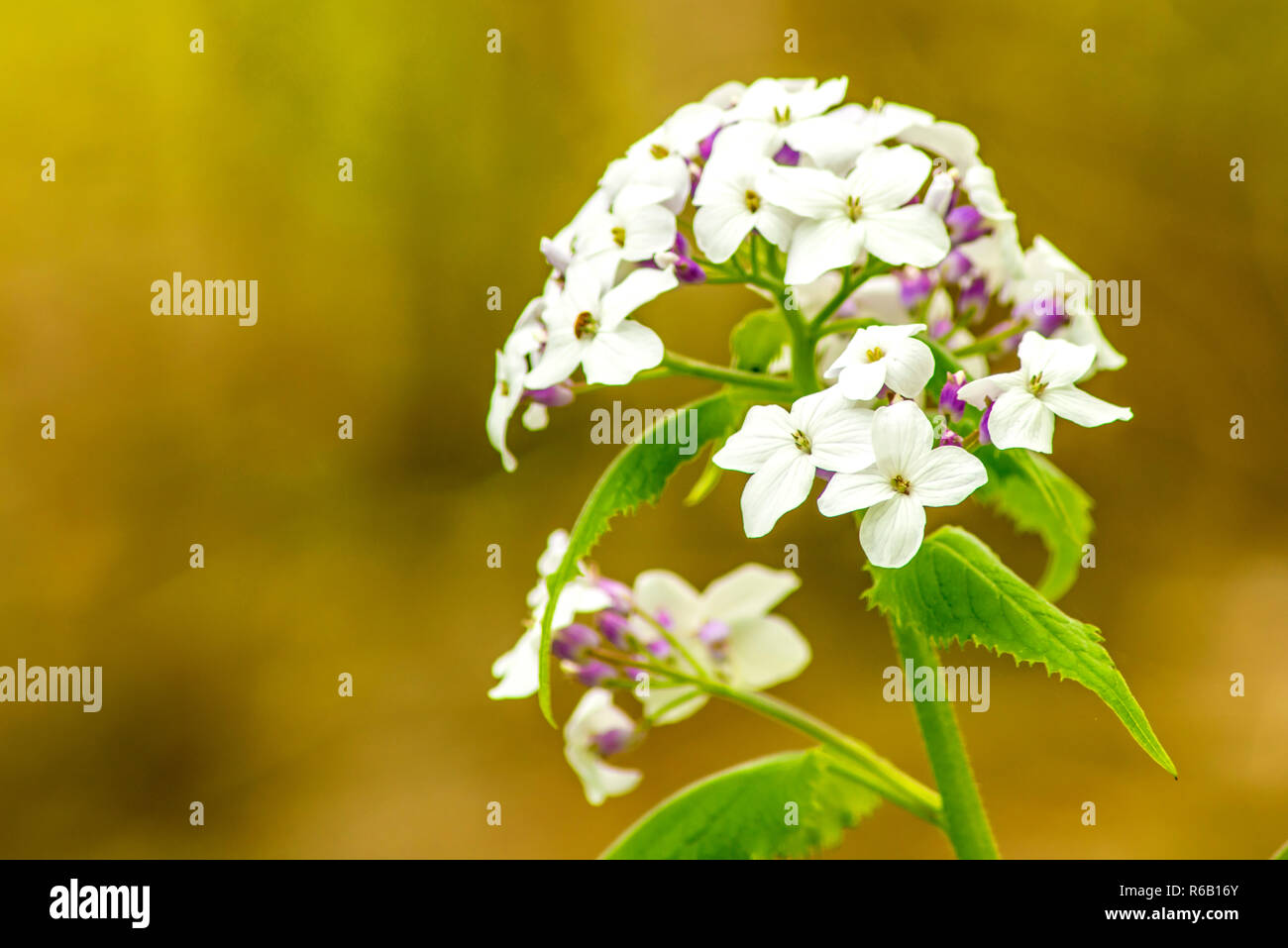 Hesperis Matronalis, violetto di Damasco Foto Stock