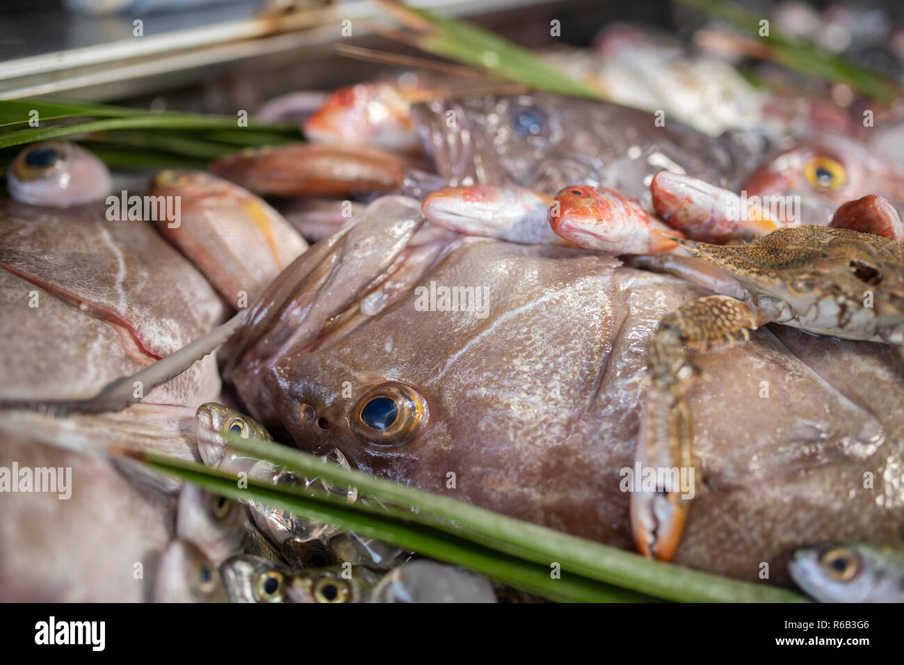 Aragosta, polpo, triglie, Boops boops, spigola, orata, bianco raggruppatore, gamberi e vari piatti di pesce fresco di mare e i pesci sul ghiaccio nel mercato del pesce Foto Stock