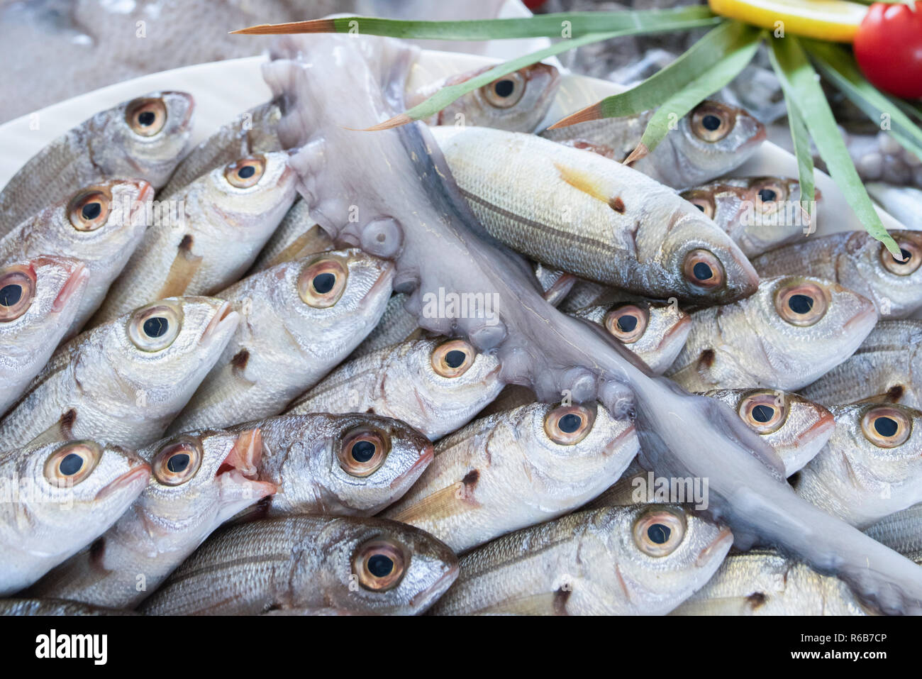 Aragosta, polpi, seppie, calamari, calamari, triglie, cernia, spigola, orata, boga pesci, granchi e gamberi su ghiaccio al supermercato Foto Stock