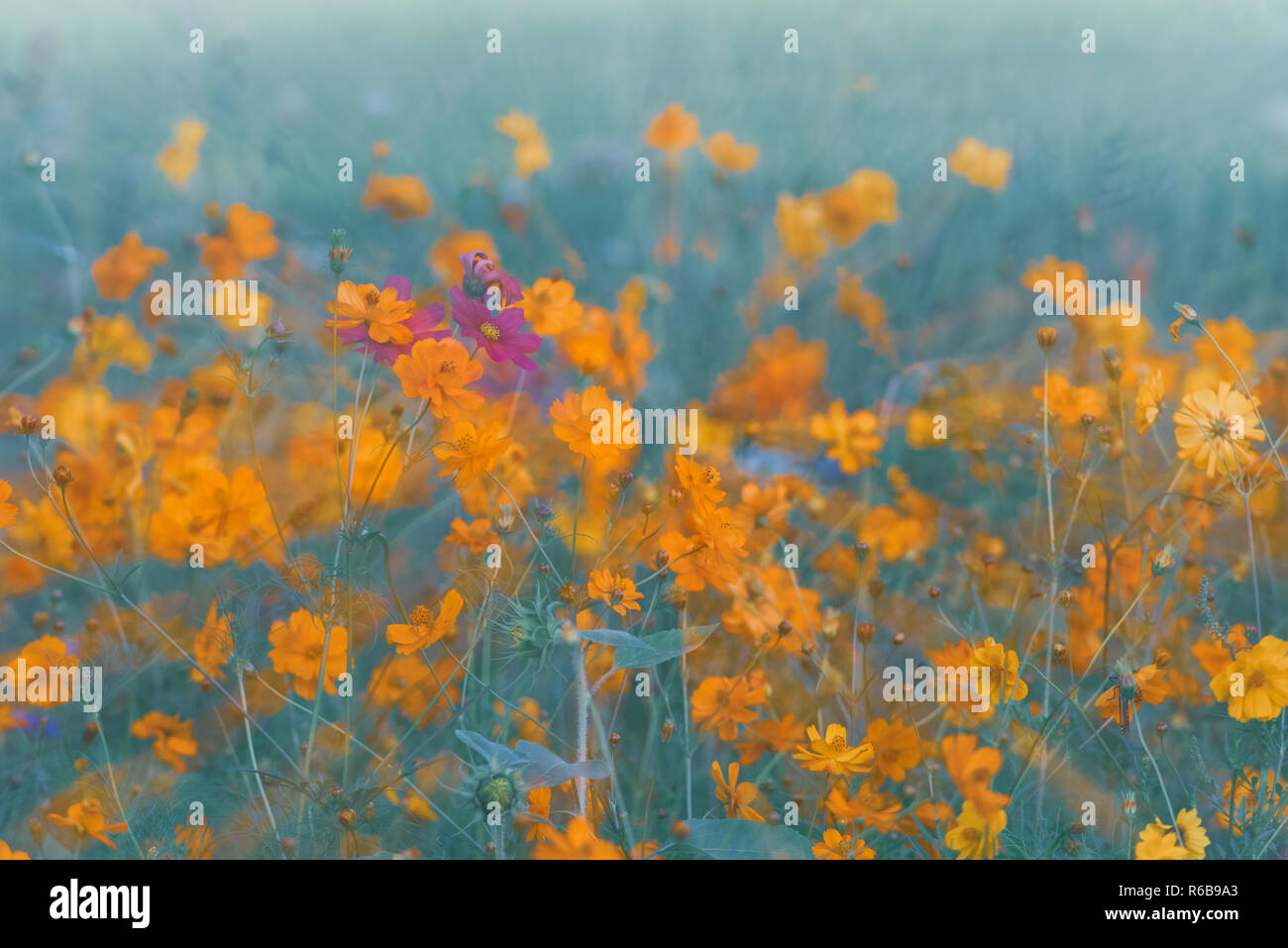 Campo impollinatrice, Macomb County, Metropolitana Detroit, Michigan, Stati Uniti d'America Foto Stock