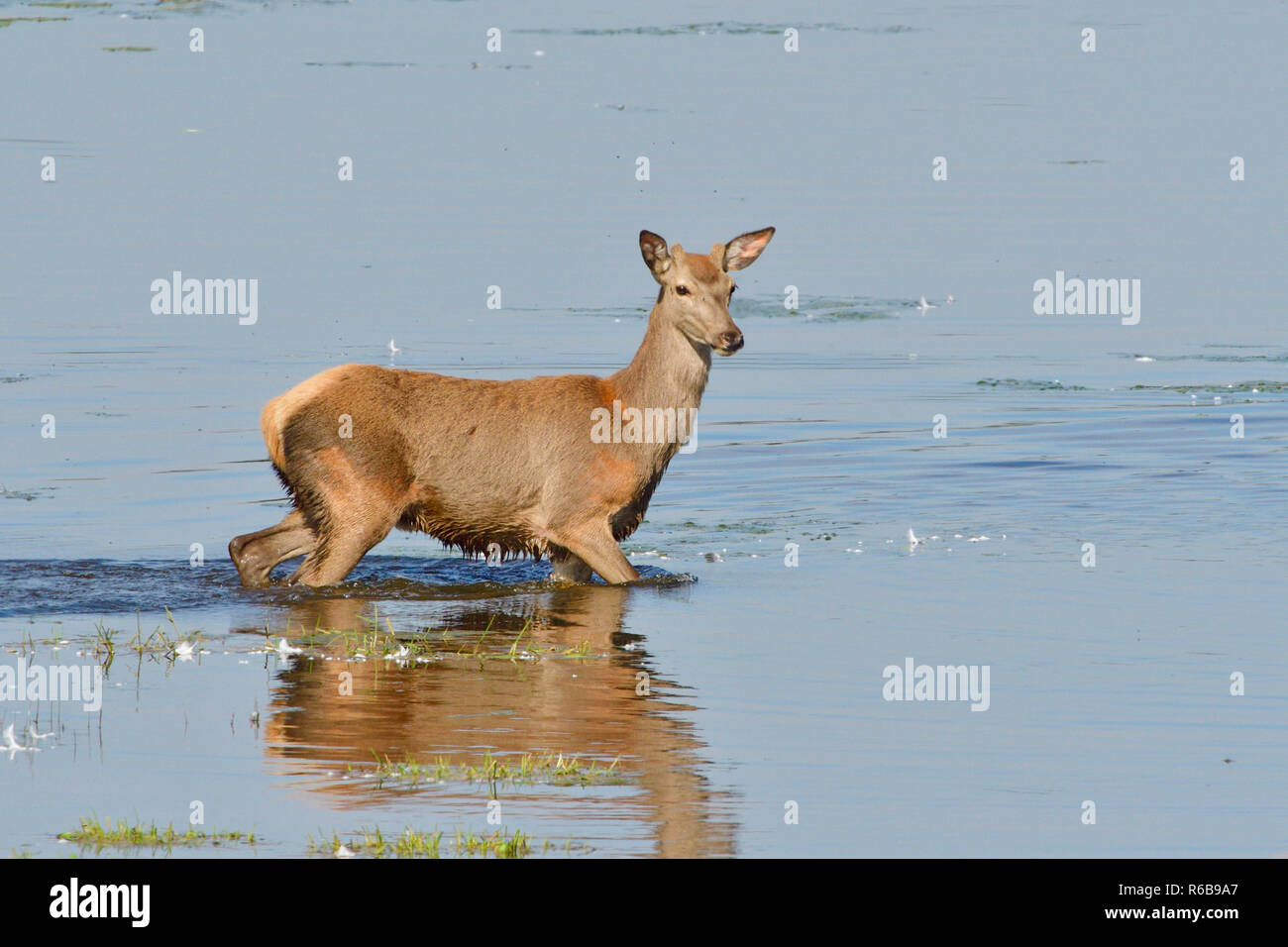 Red deer Foto Stock