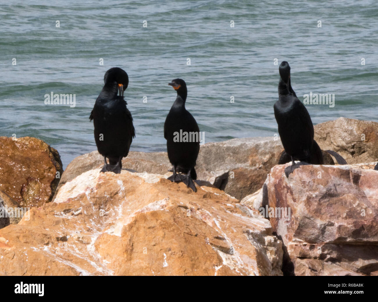 Cape cormorano (Phalacrocorax capensis) Foto Stock