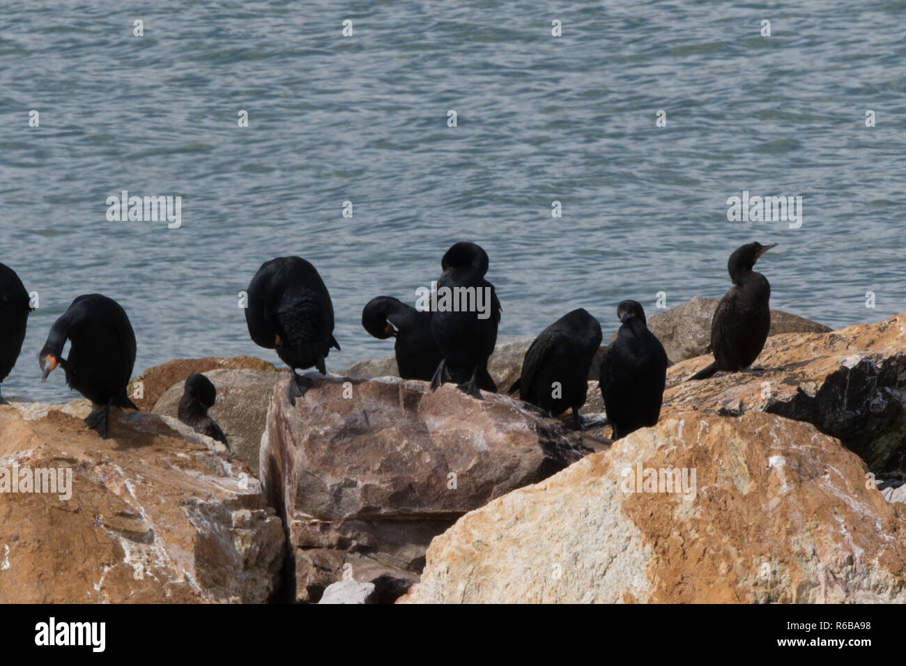 Cape cormorano (Phalacrocorax capensis) Foto Stock