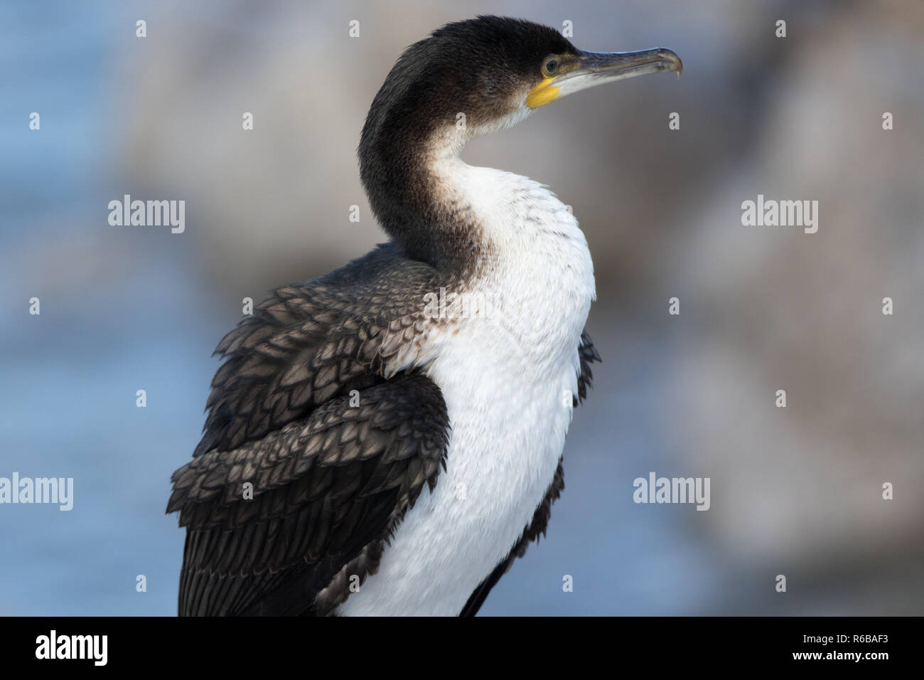 Bianco-breasted cormorano (Phalacrocorax lucidus) Foto Stock