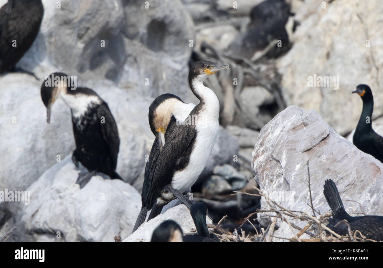 Bianco-breasted cormorano (Phalacrocorax lucidus) Foto Stock
