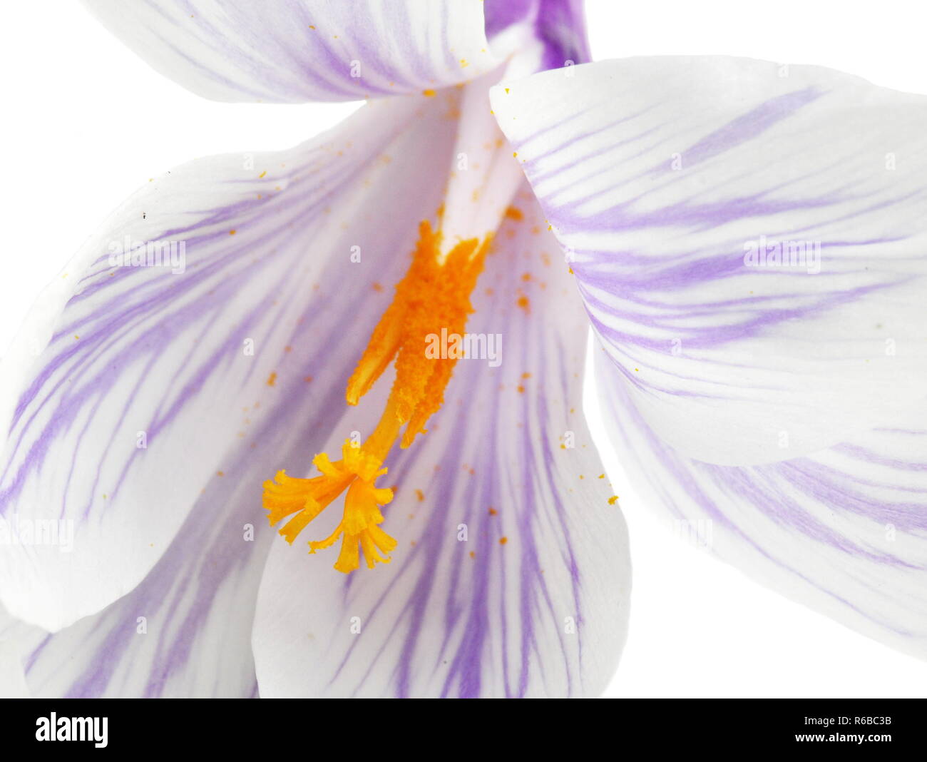 Primo piano sul bianco e viola striato fiore Crocus isolati su sfondo bianco Foto Stock
