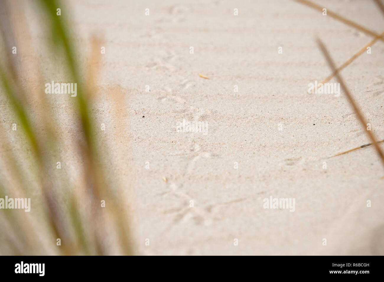 Sfondo naturale: tracce di bird's piede sulla sabbia bianca. Stretto monitoraggio delle tracce di animali nella sabbia. Foto Stock