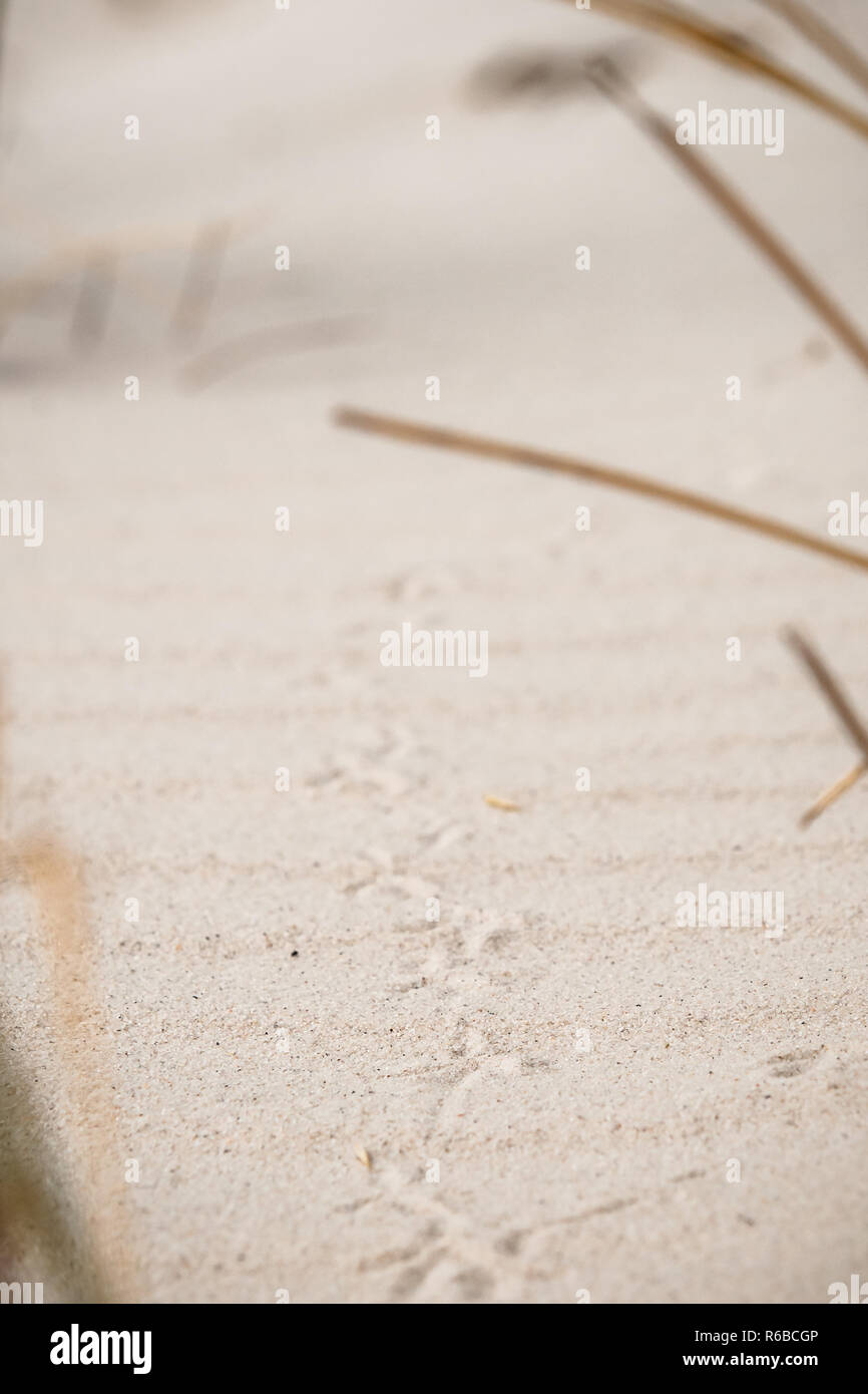 Sfondo naturale: tracce di bird's piede sulla sabbia bianca. Stretto monitoraggio delle tracce di animali nella sabbia. Foto Stock