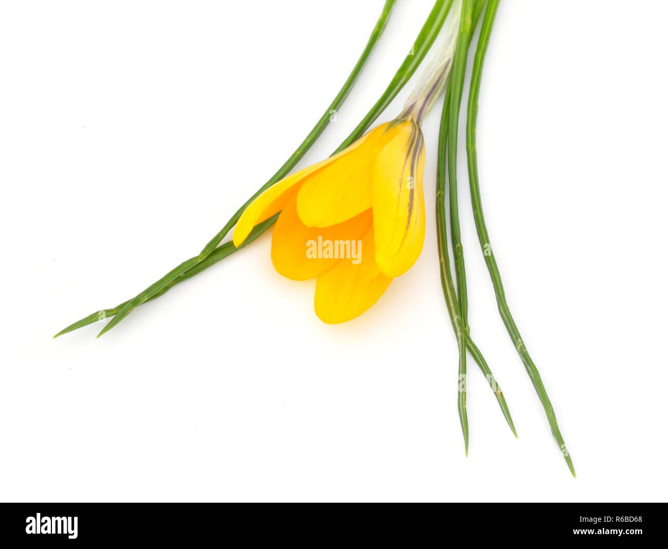 Giallo fiore Crocus isolati su sfondo bianco Foto Stock
