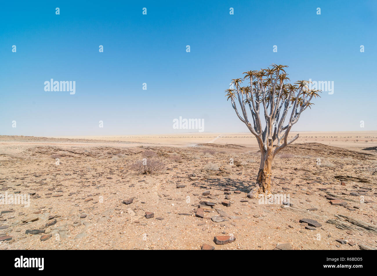 Faretra albero o kocurboom, Aloidendron dichotomum, vicino a C14 road, Namibia Foto Stock