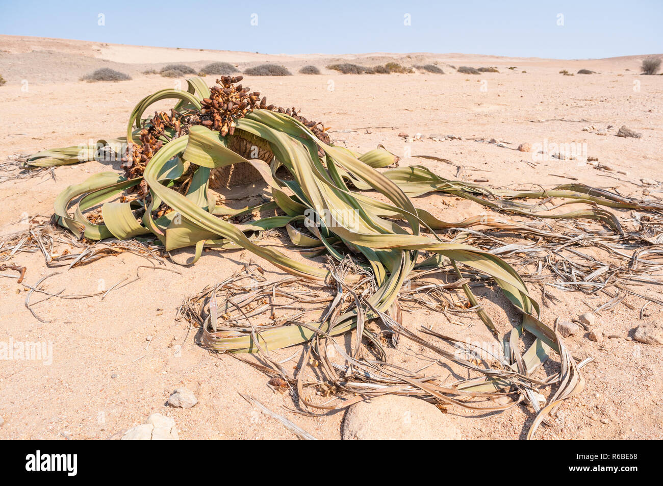 Welwitschia, Welwitschia mirabilis, Namib Naukluft Park, Namibia Foto Stock