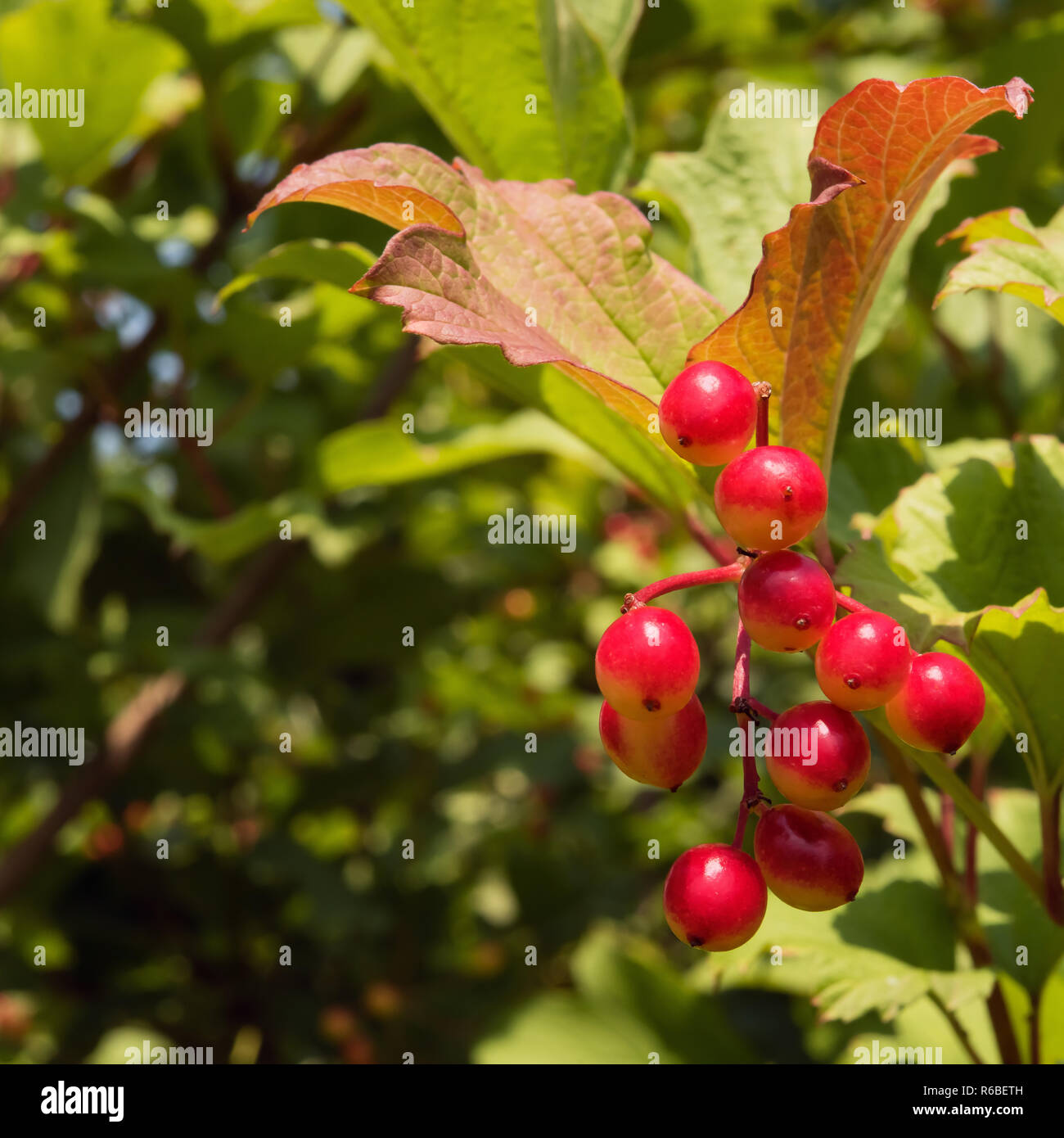 Square tonica close-up di freccia rossa-frutti di bosco crescere all'aperto. Giardino estivo con sfondo bokeh e copia di spazio. Messa a fuoco selettiva. Foto Stock