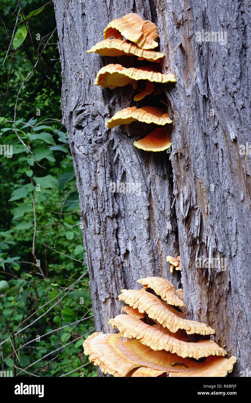 Staffa funghi, mensola fungo, conks, arancione polypores, Funghi, Funghi, polypore Foto Stock