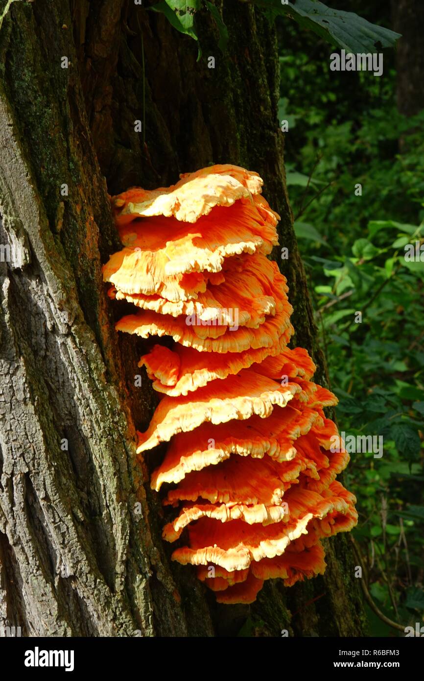Staffa funghi, mensola fungo, conks, arancione polypores, Funghi, Funghi, polypore Foto Stock