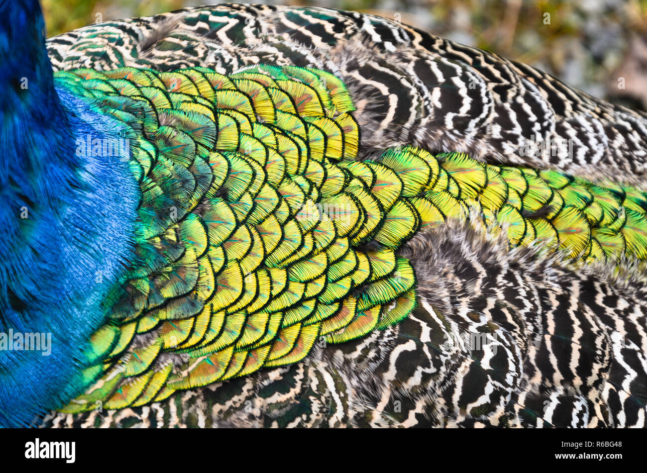 Vista dettagliata del peacock indietro con belle piume di pattern, maschio peafowl, angolo da sopra Foto Stock