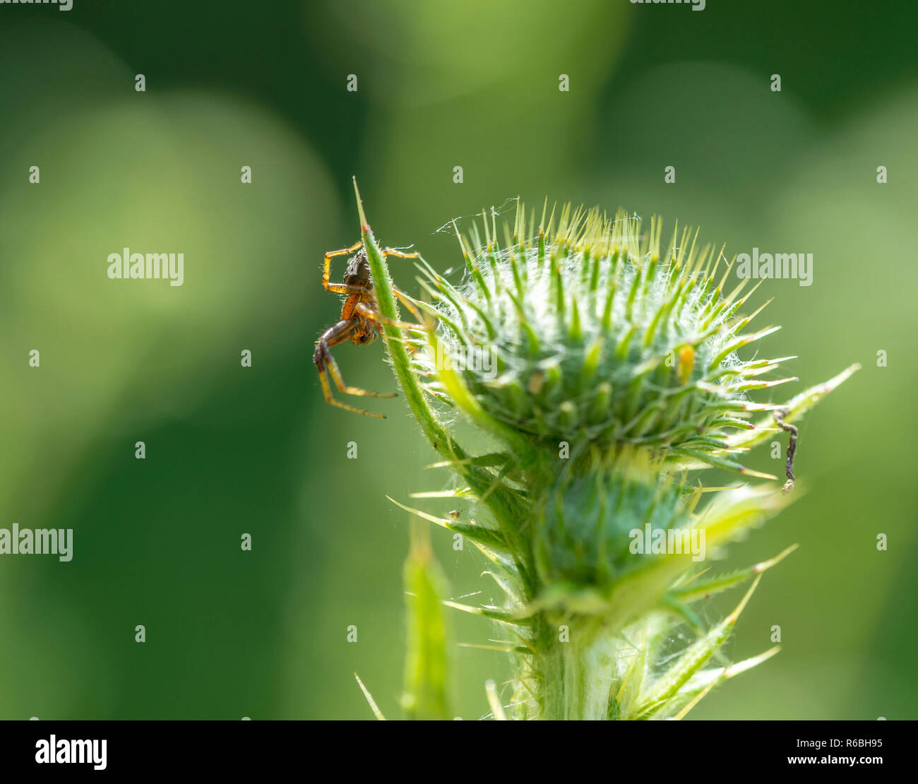 Spider su thistle Foto Stock